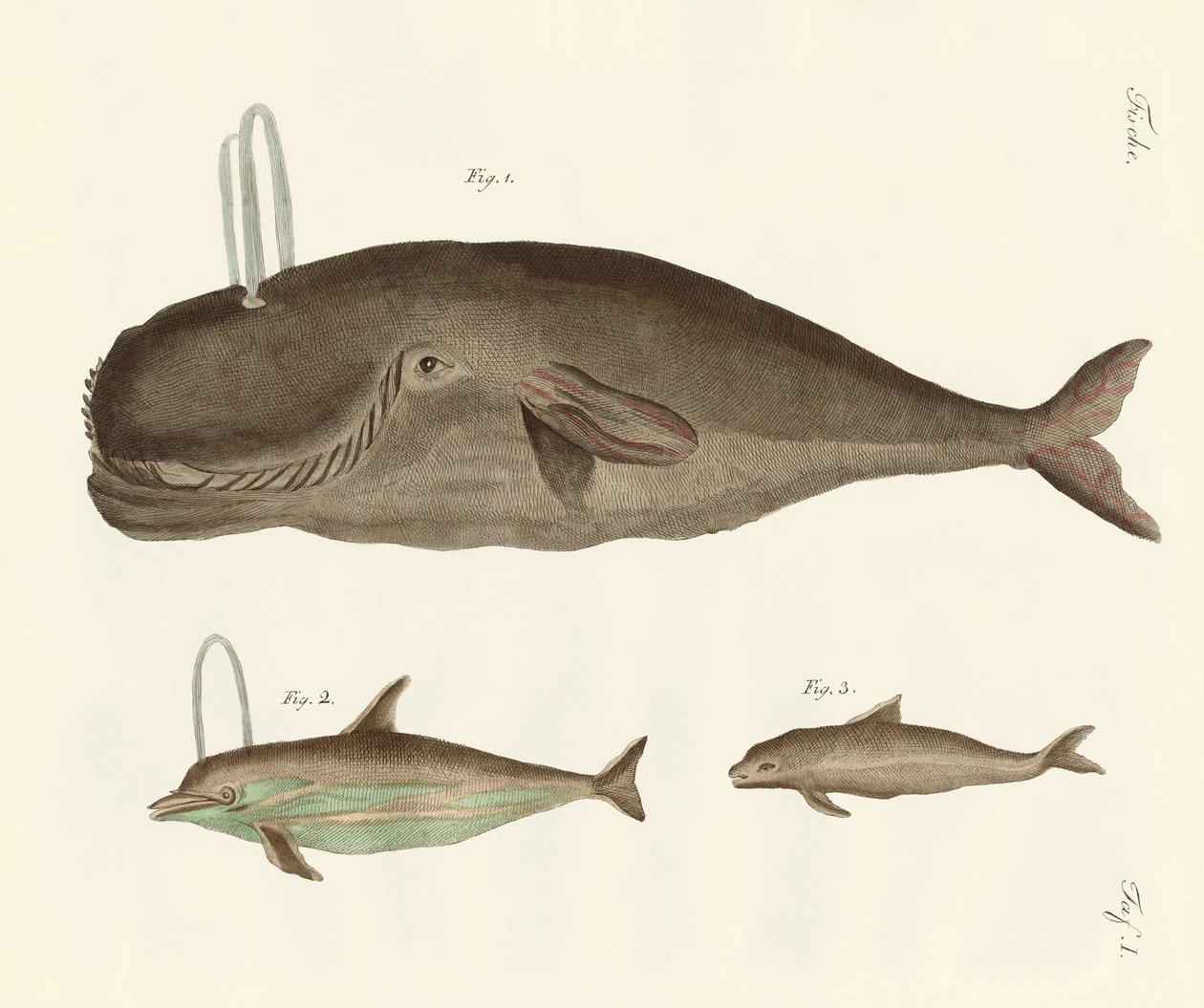 Trois types de baleines - German School