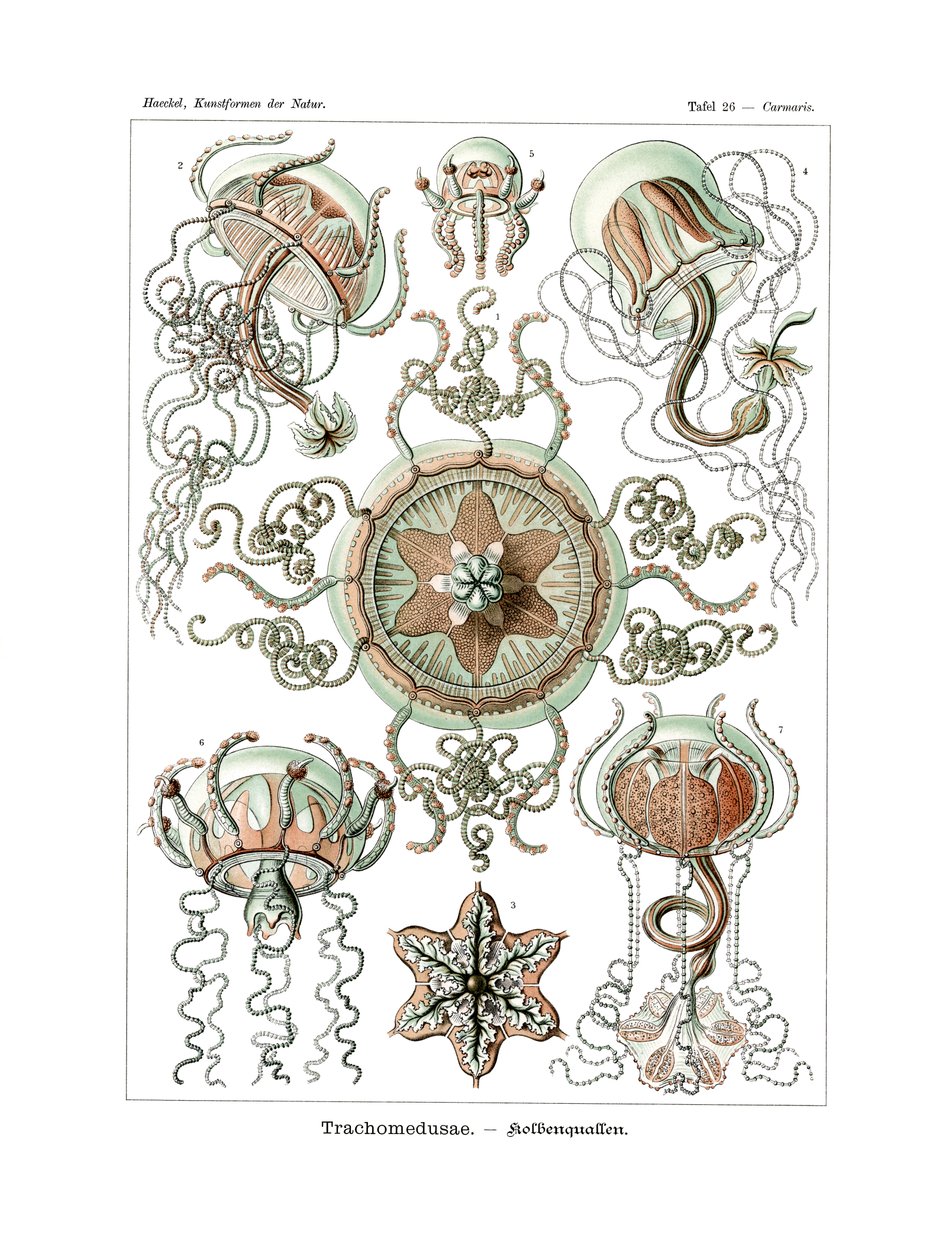 Trachomedusae, 1899-1904 - German School
