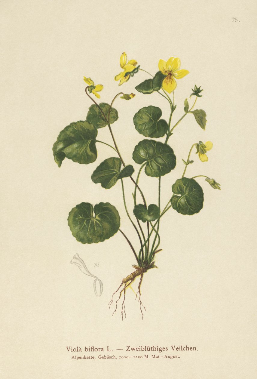 Violette à deux fleurs (Viola biflora) - German School