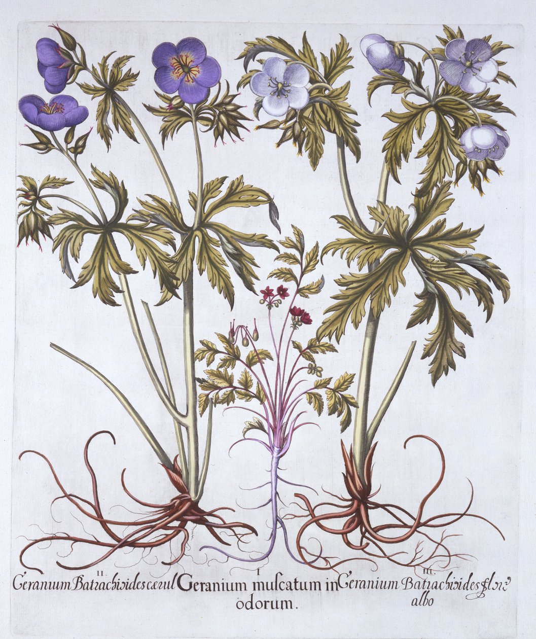 Variations de géranium, de Hortus Eystettensis, par Basil Besler, pub. 1613 - German School