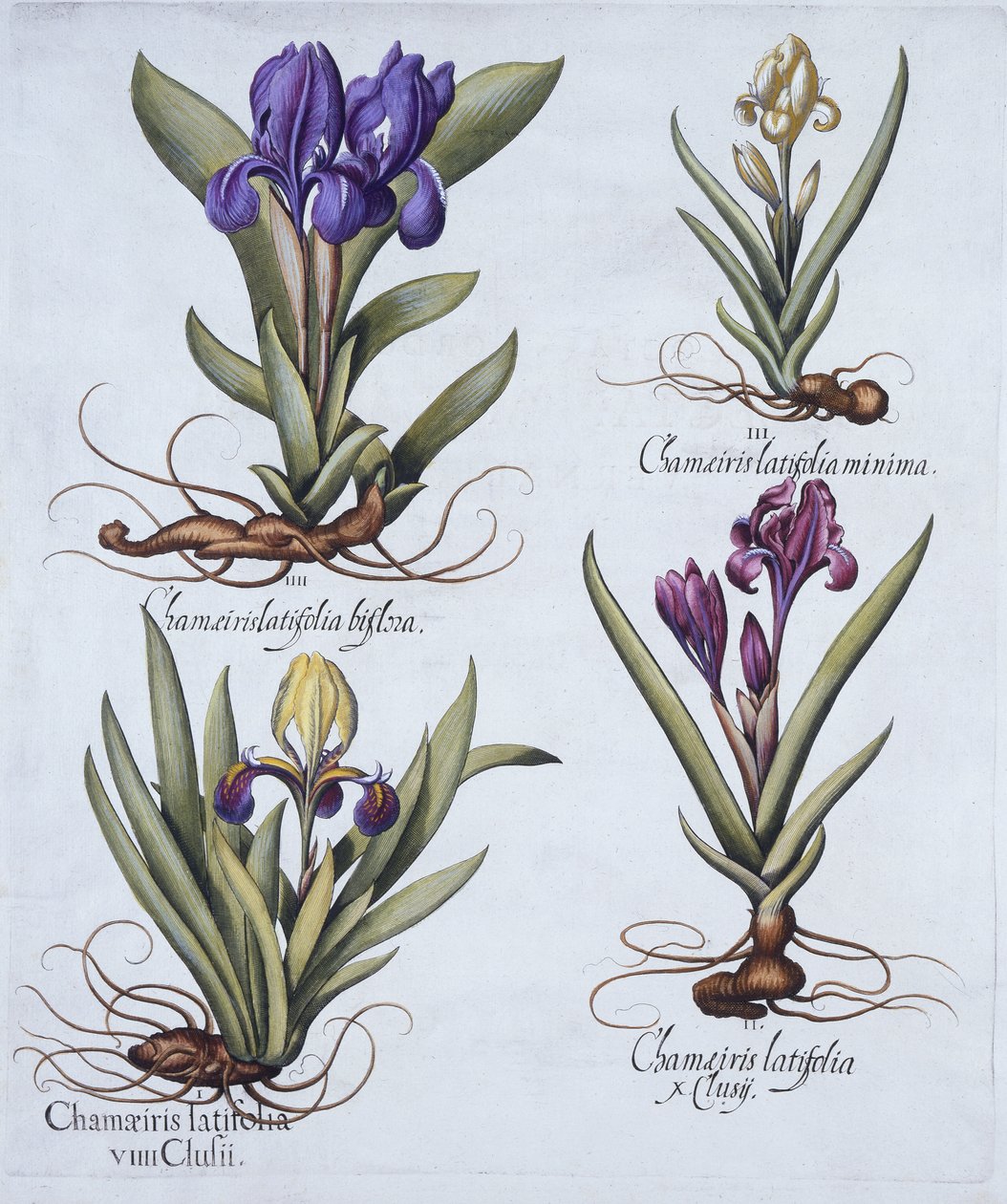 Iris barbu nain panaché, iris barbu nain mauve, iris barbu nain crème, iris barbu nain bleu, de Hortus Eystettensis, par Basil Besler (1561-1629), pub. 1613 - German School