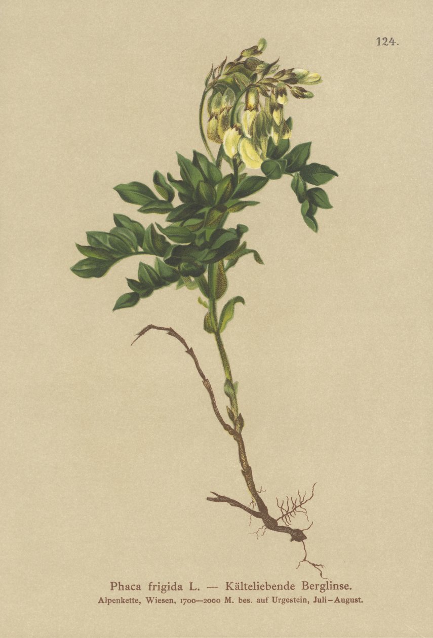 Astragale alpine (Phaca frigida) - German School