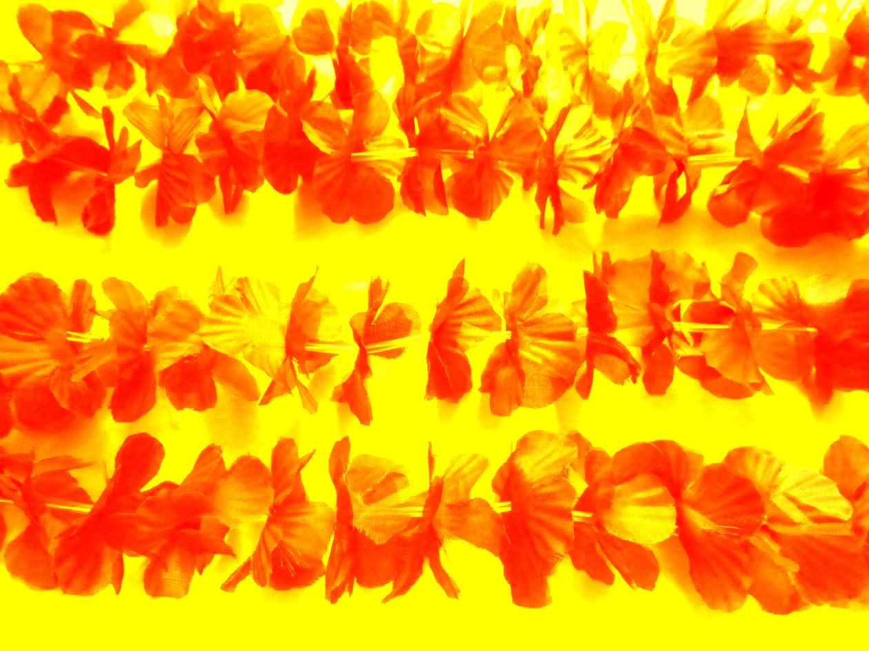 Fleurs - Martina Konitzky