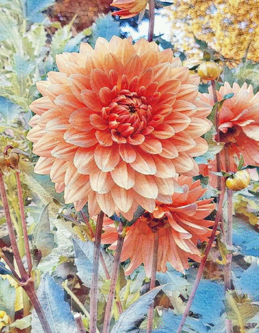 Rosa Dahlie. - Margareta Uliarte