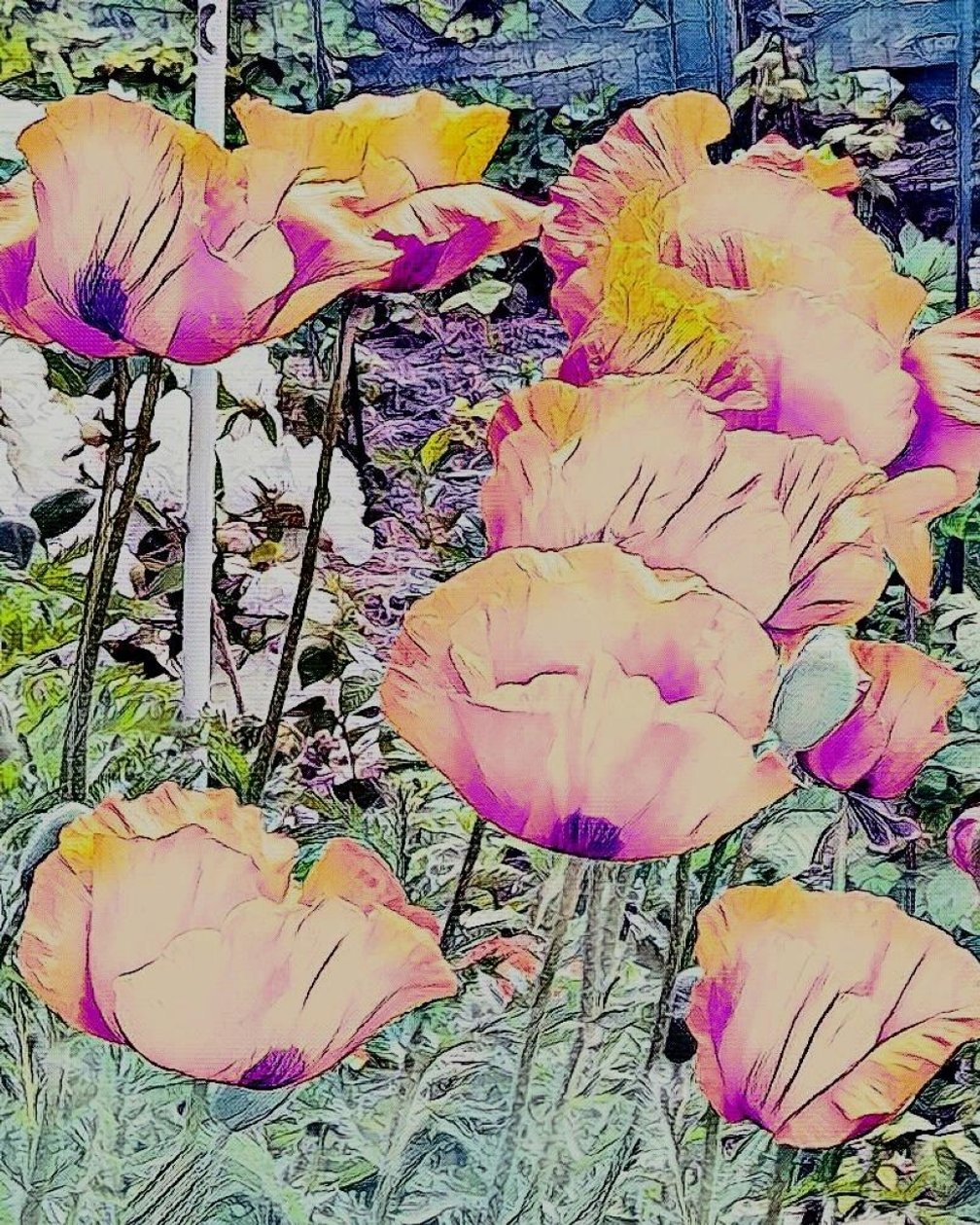 Des coquelicots. - Margareta Uliarte