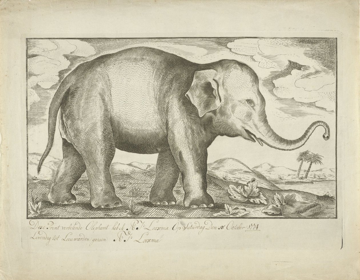 Éléphant - A.J. Looxma