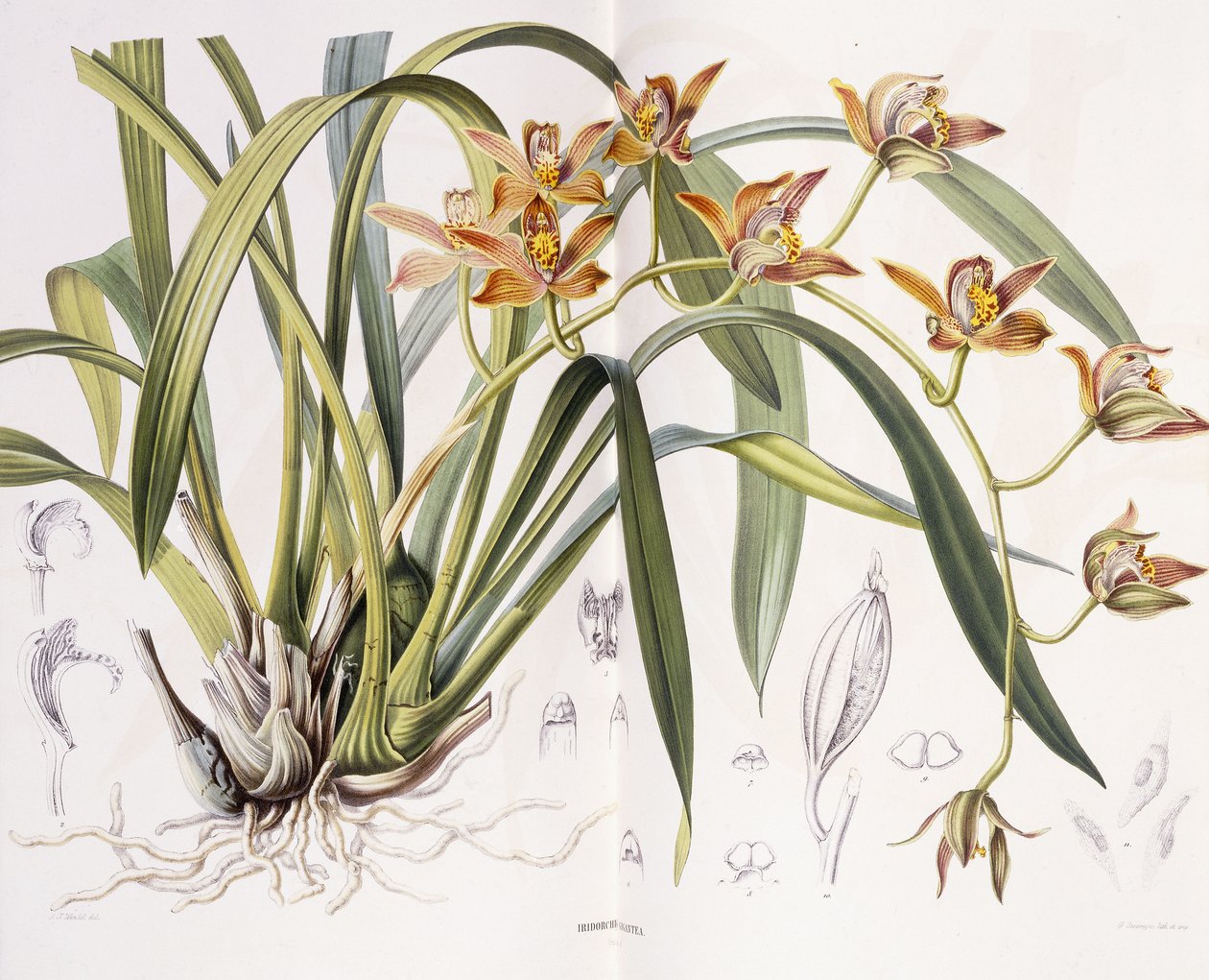 Iridorchis Gigantea, 1867 - A. J. Wendel
