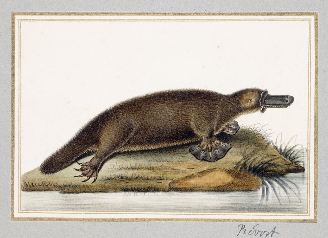 Ornithorynque - A. Prevost