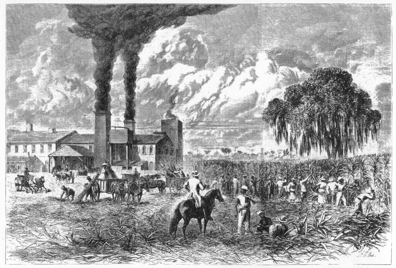 Plantation de sucre, La Nouvelle-Orléans, 1870 - A. R. Ward
