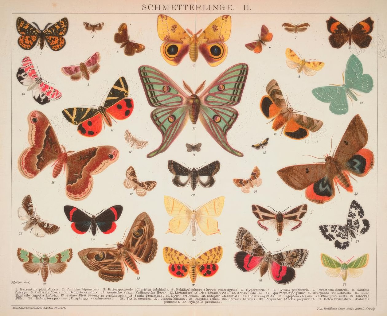 Papillons. II. - A. Reichert