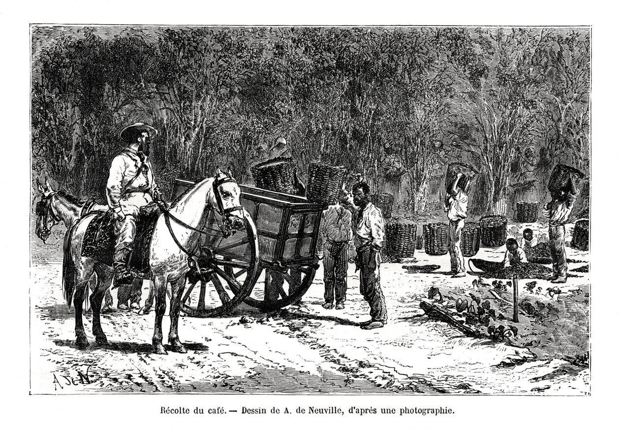 Récolte du café, Brésil, 19ème siècle - A. de Neuville