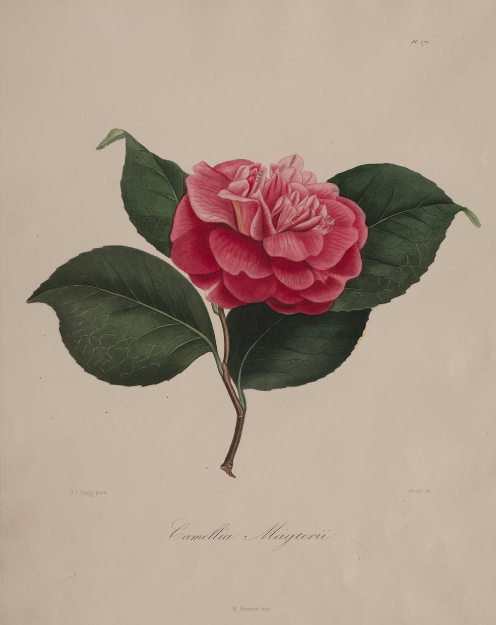 Iconographie du genre camellia: No. 171 - Abbé Laurent Berlèse