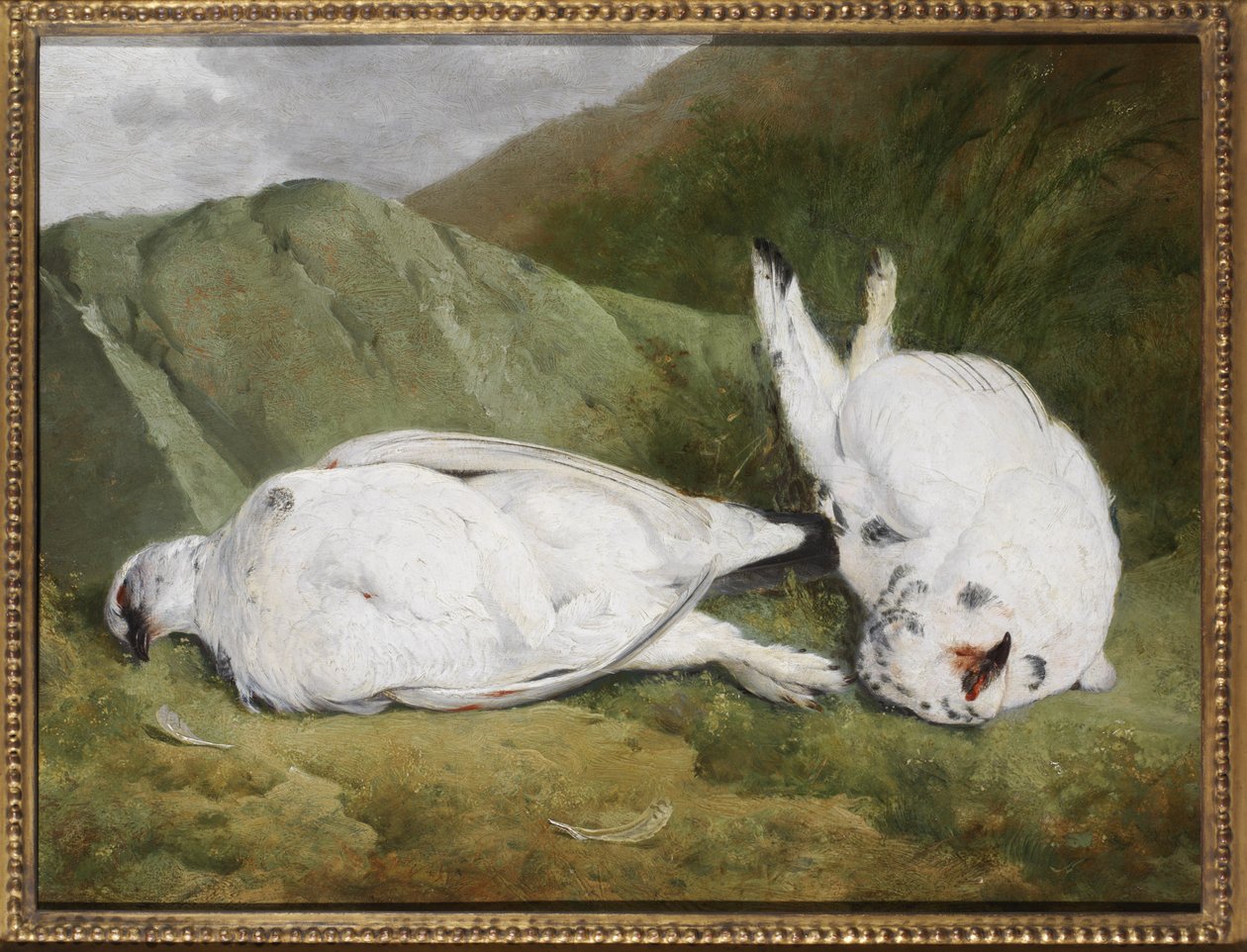 Lagopède - Abel Hold