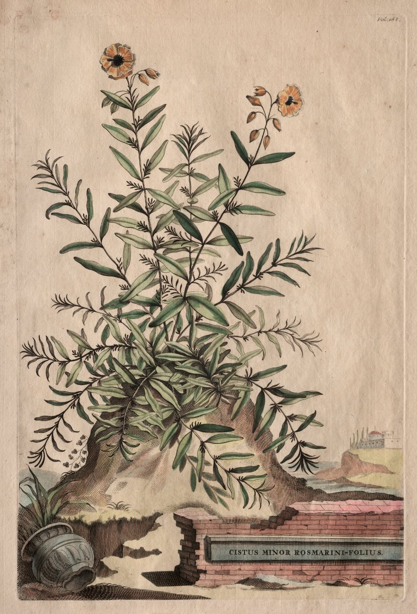 Phytographia Curiosa : Cistus Minor Rosmarini-Folius - Abraham Munting