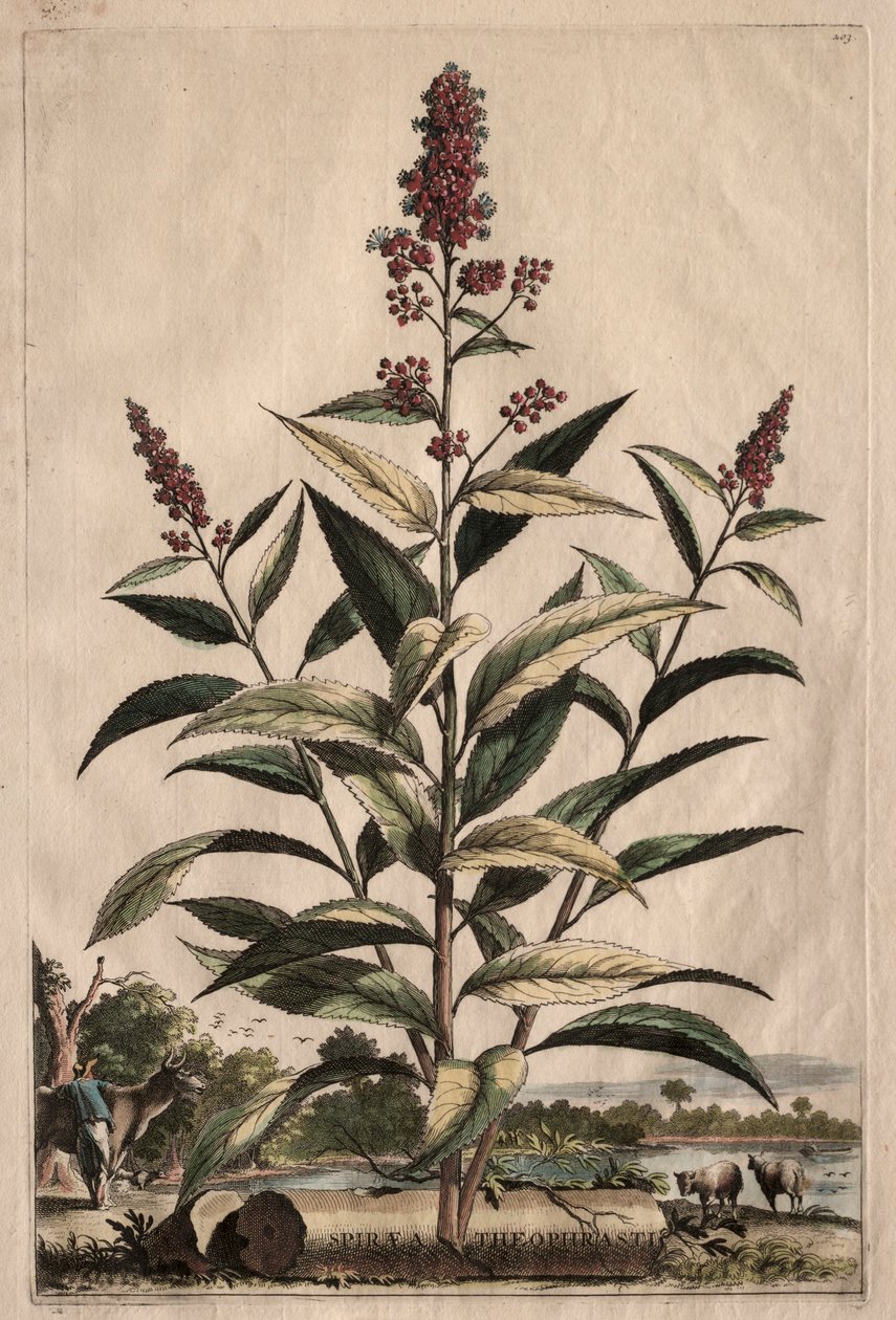 Phytographia Curiosa : Spiraea Theophrasti - Abraham Munting