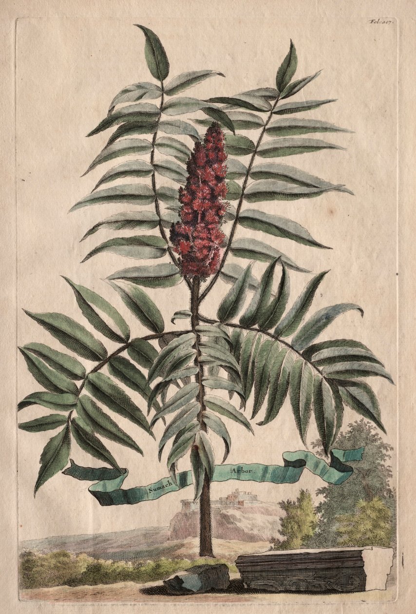Phytographia Curiosa : Arbre de Sumach - Abraham Munting
