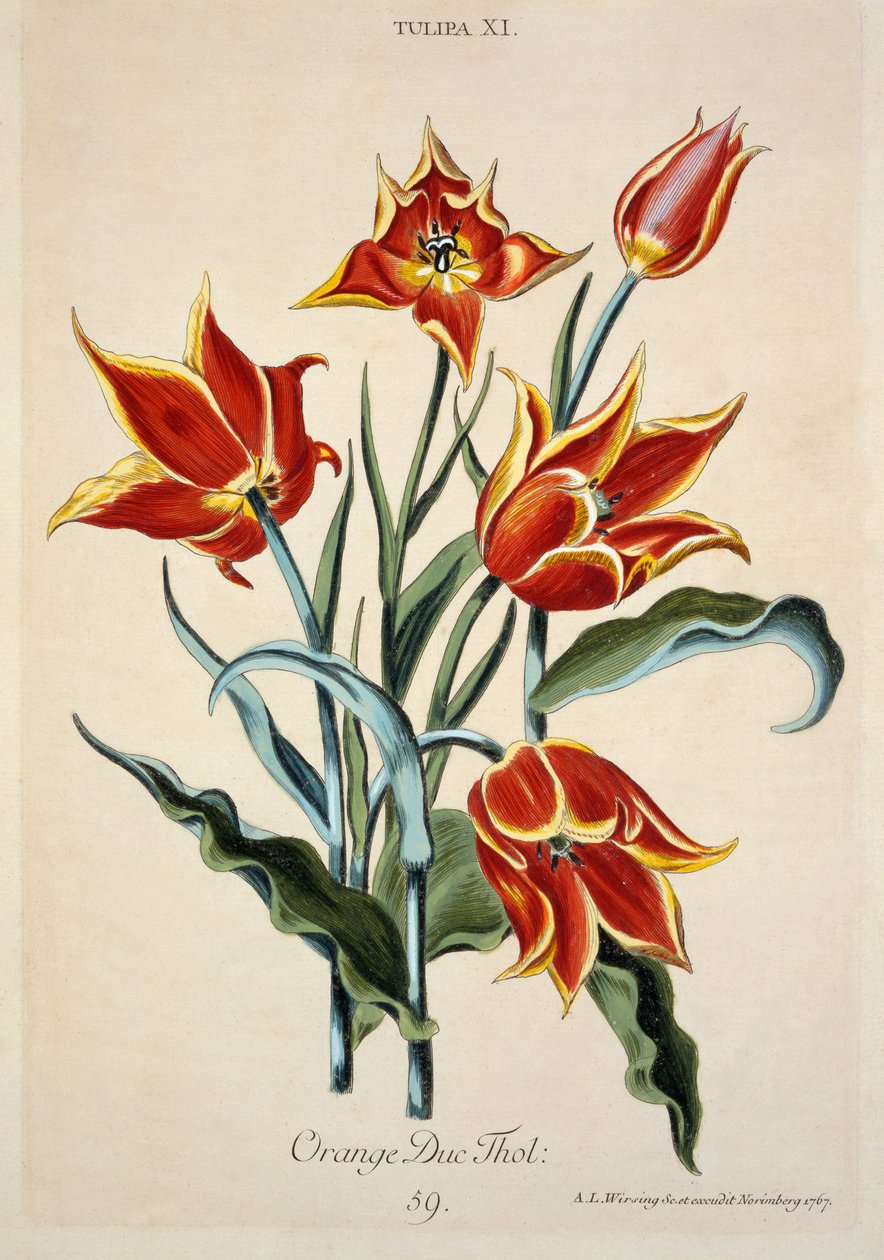 Tulipe orange, de 