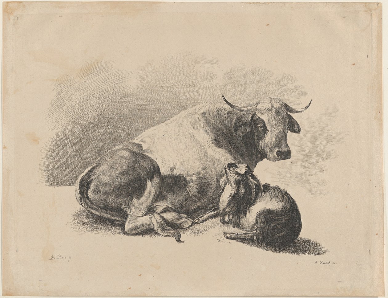 Vache et chèvre couchées - Adam von Bartsch