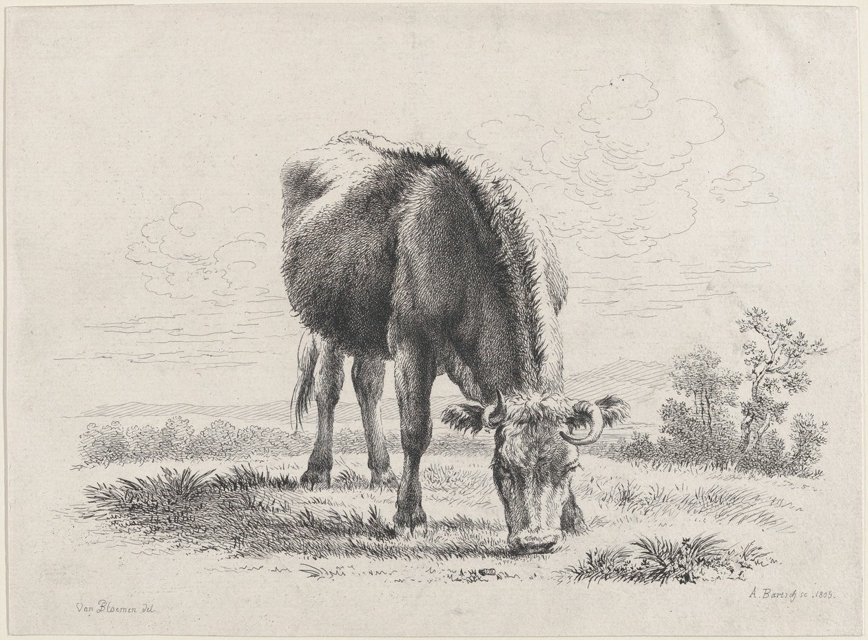 Vache broutant - Adam von Bartsch
