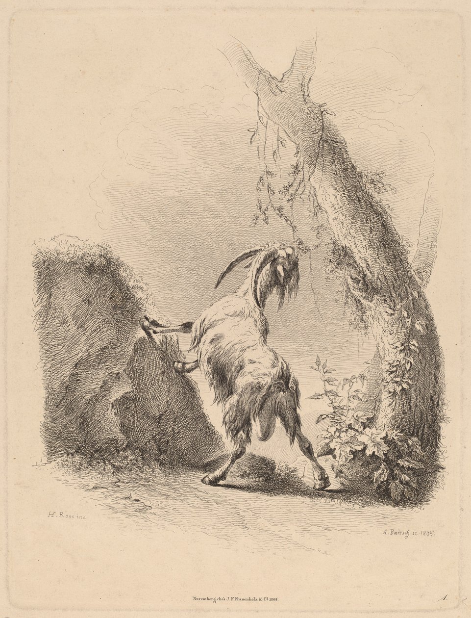 Chèvre dans un paysage - Adam von Bartsch