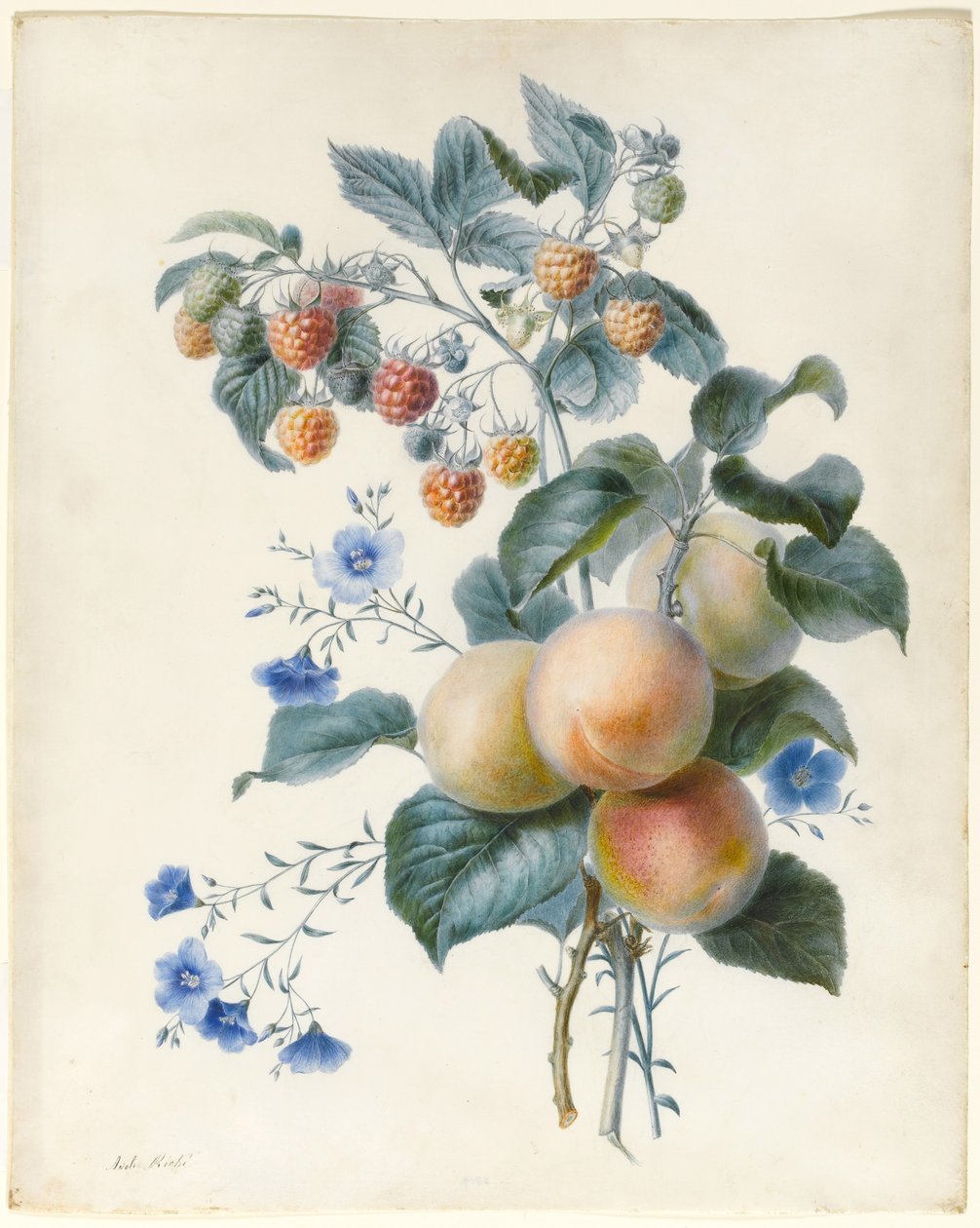 Fleurs avec prunes et framboises sur leurs branches - Adele Riche