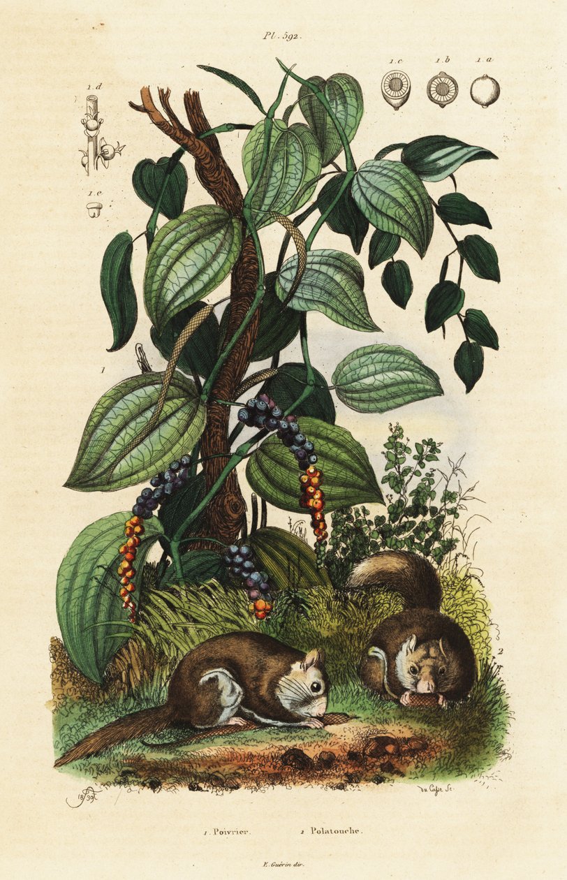 Poivre noir et écureuil volant du sud - Adolph (after) Fries