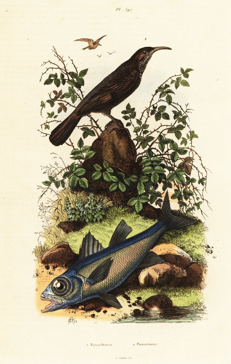 Babillard à couronne grise et poisson cardinal noir - Adolph (after) Fries