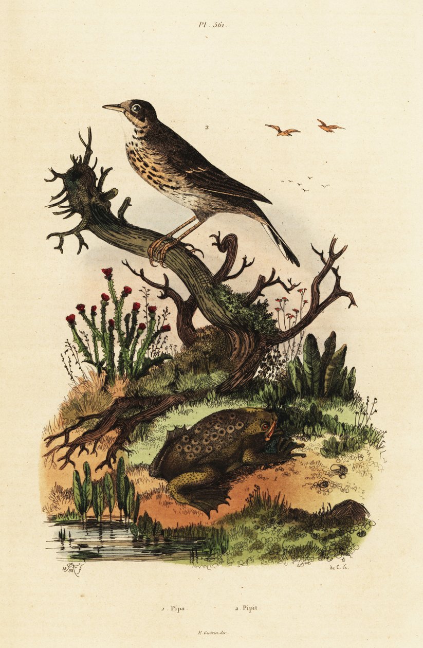 Pipit des prés et crapaud de Suriname - Adolph (after) Fries