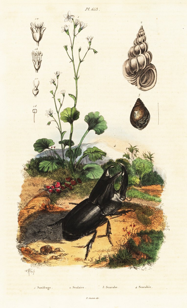 Coléoptère rhinocéros, escargot et saxifrage - Adolph (after) Fries