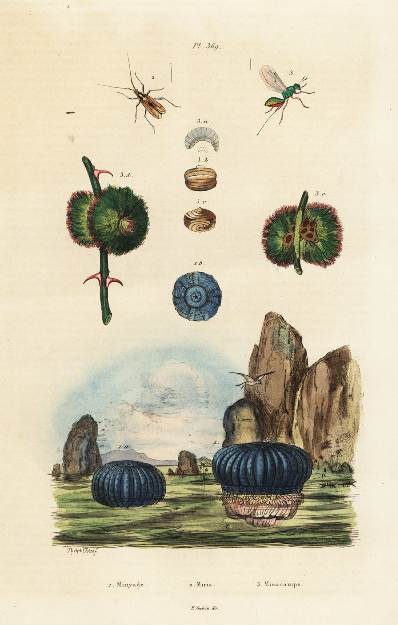Anémone de mer et insectes, 1834-1839 (gravure) - Adolph (after) Fries