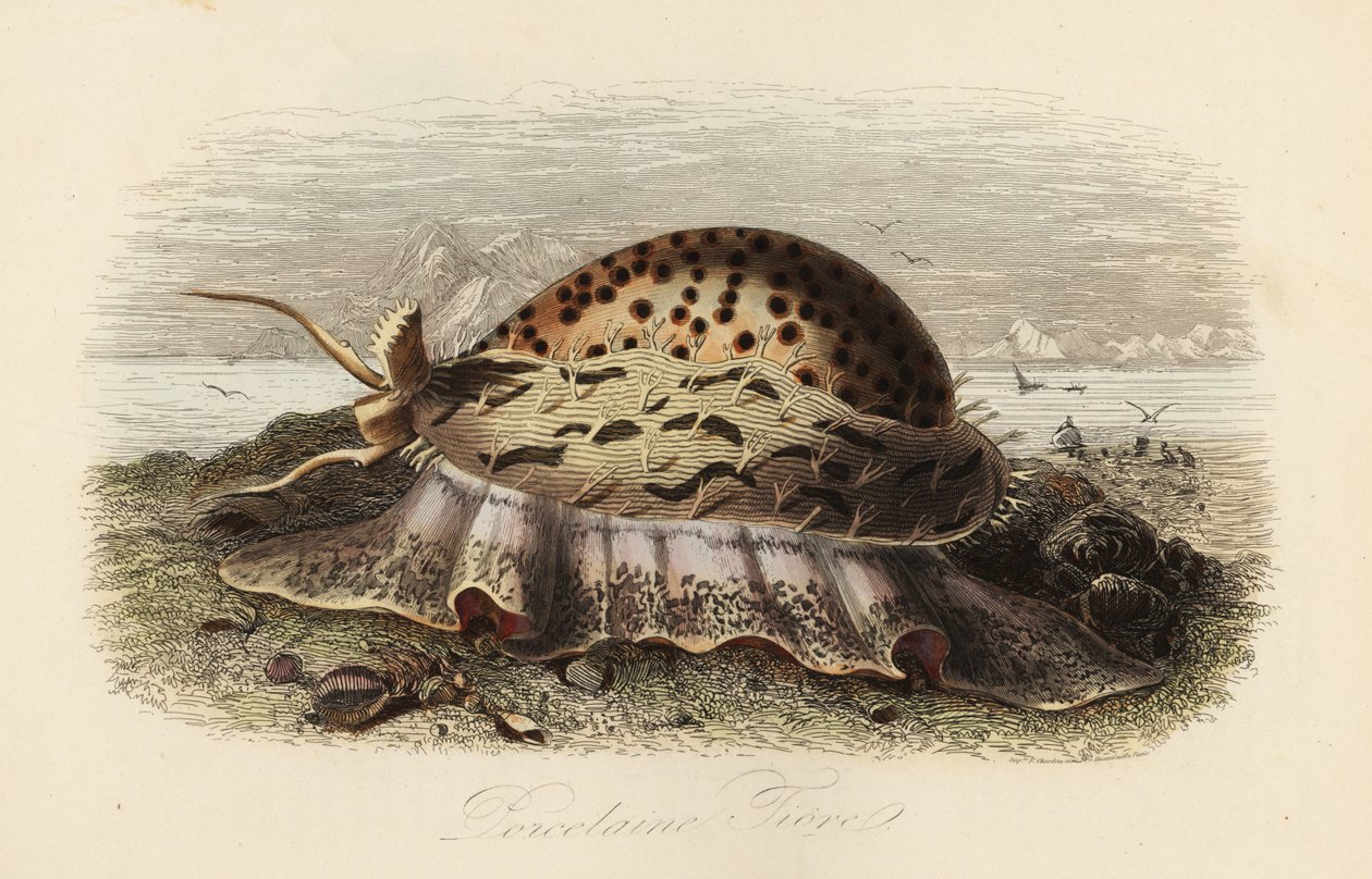 Porcelaine tigre, Cypraea tigris - Adolph (after) Fries