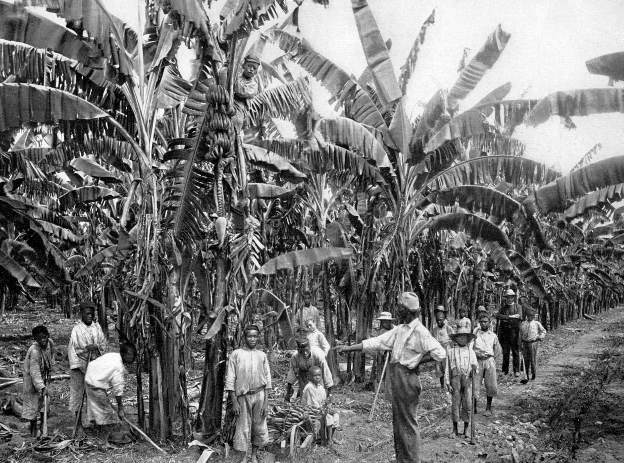 Plantation de bananes, Jamaïque, vers 1905 - Adolphe Duperly and Son