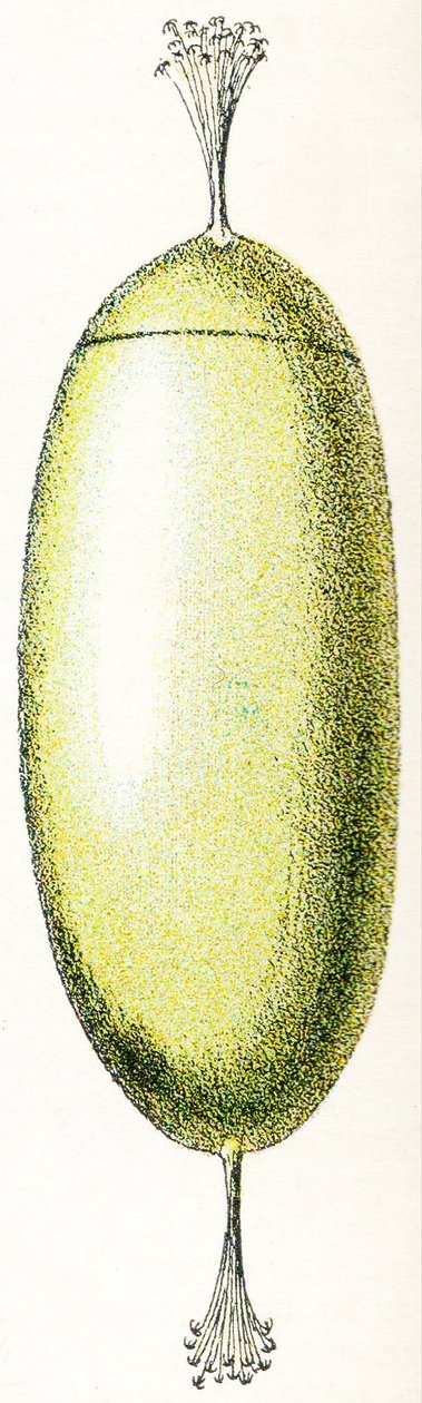 Œuf de lamproie, 1923 - Adolphe Philippe Millot