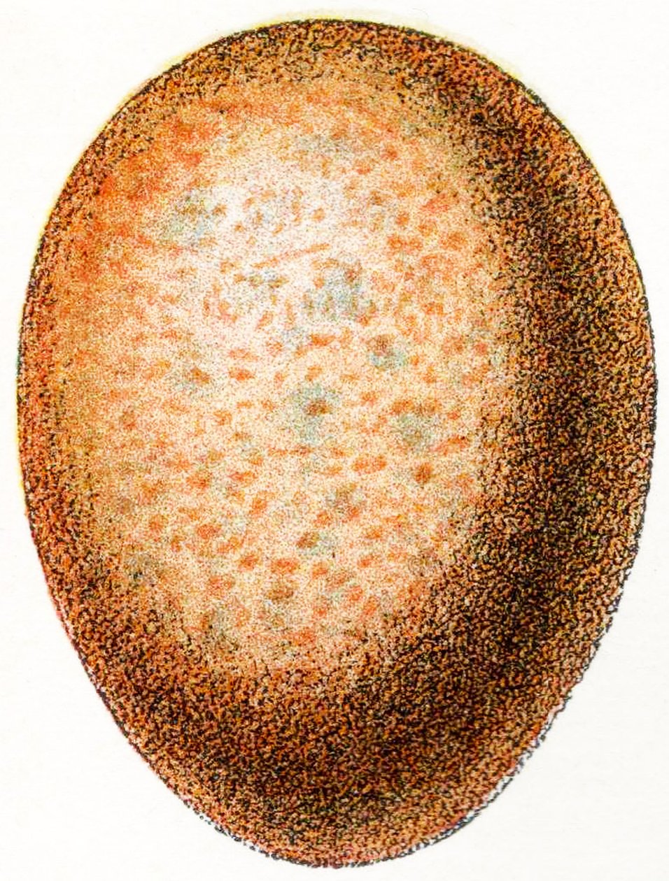 Œuf de faucon, 1923 - Adolphe Philippe Millot