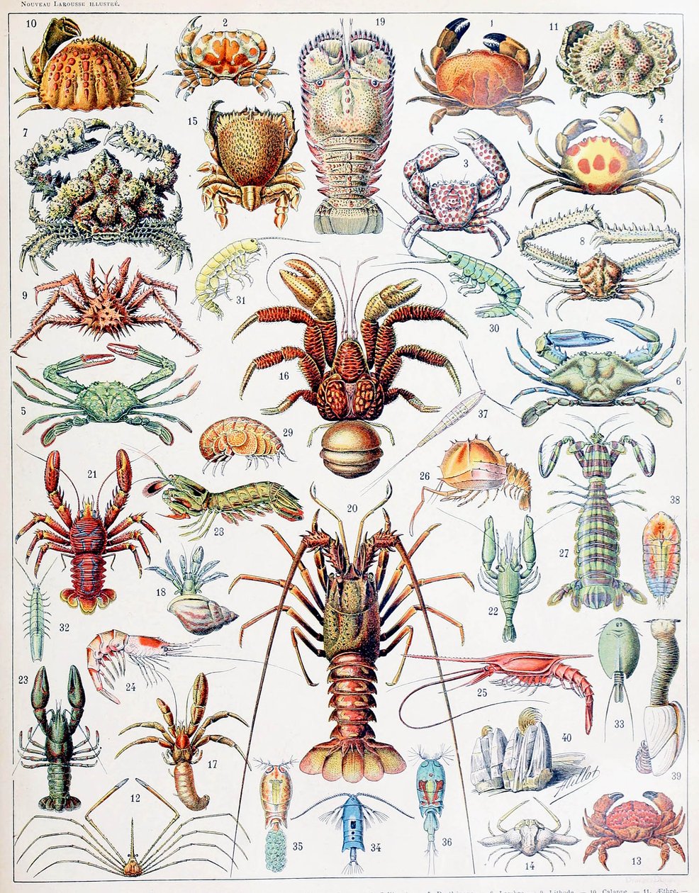 Illustration de crustacés vers 1923 - Adolphe Philippe Millot