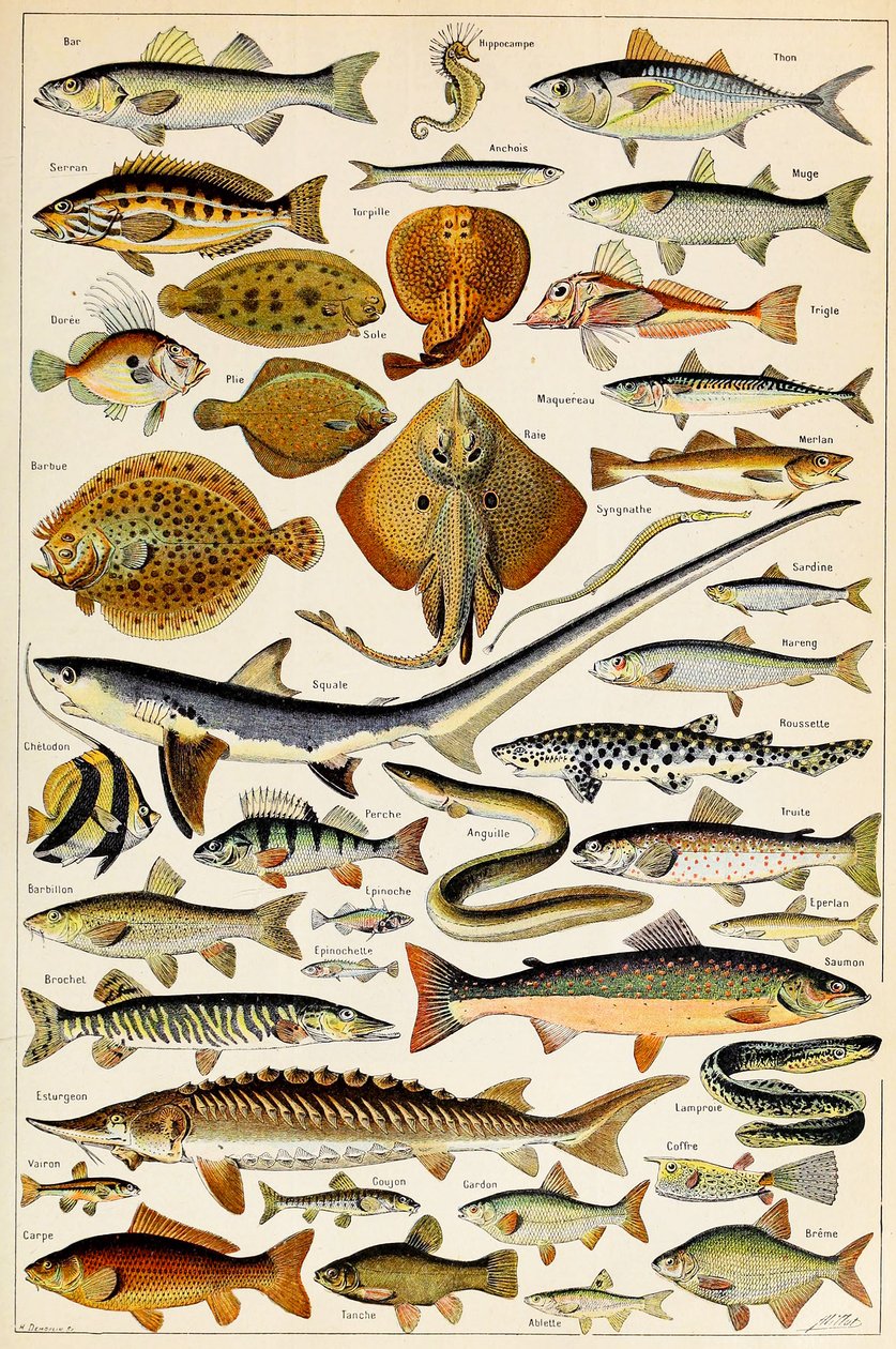 Illustration de poissons comestibles vers 1923 - Adolphe Philippe Millot