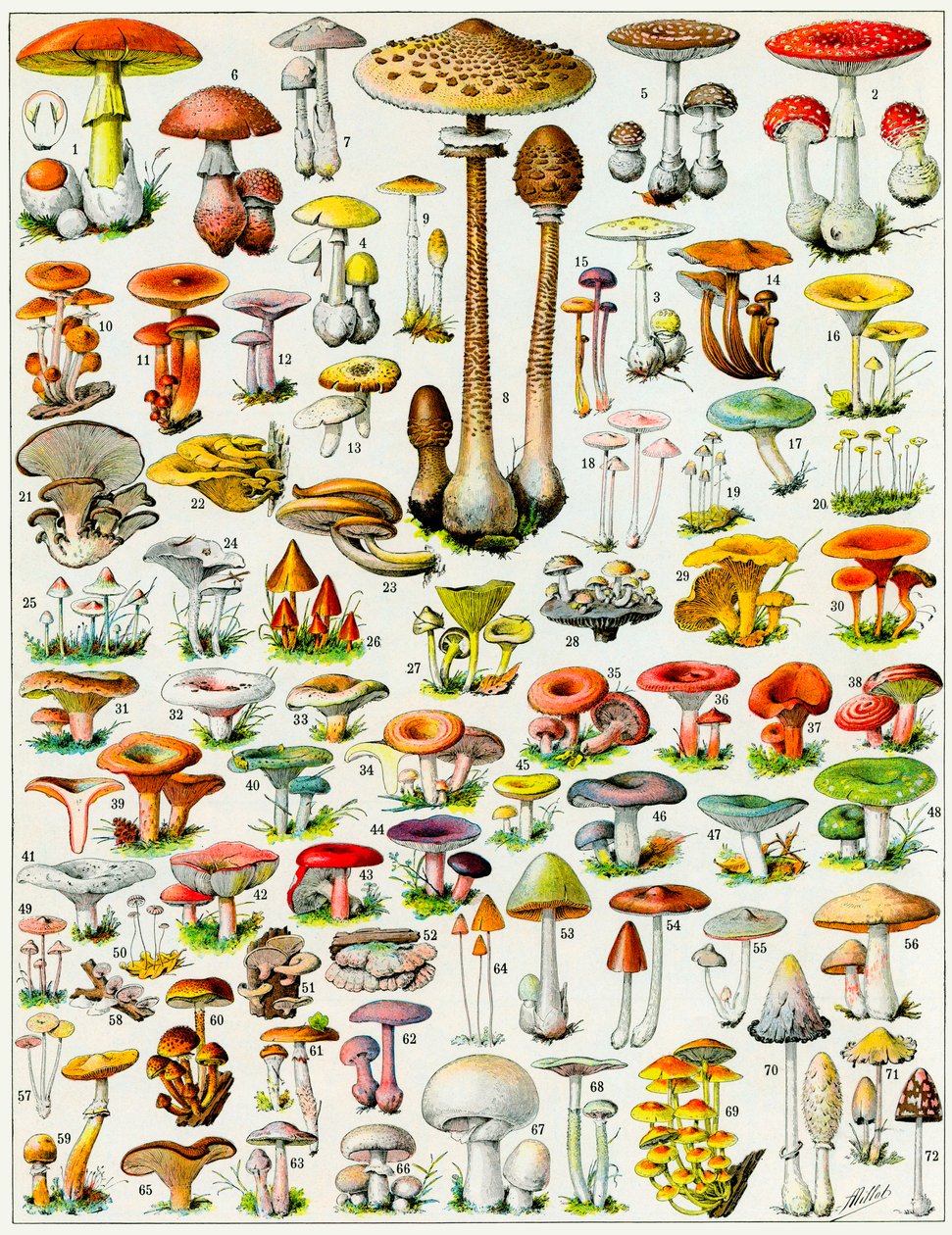 Illustration de champignons vers 1923 - Adolphe Philippe Millot