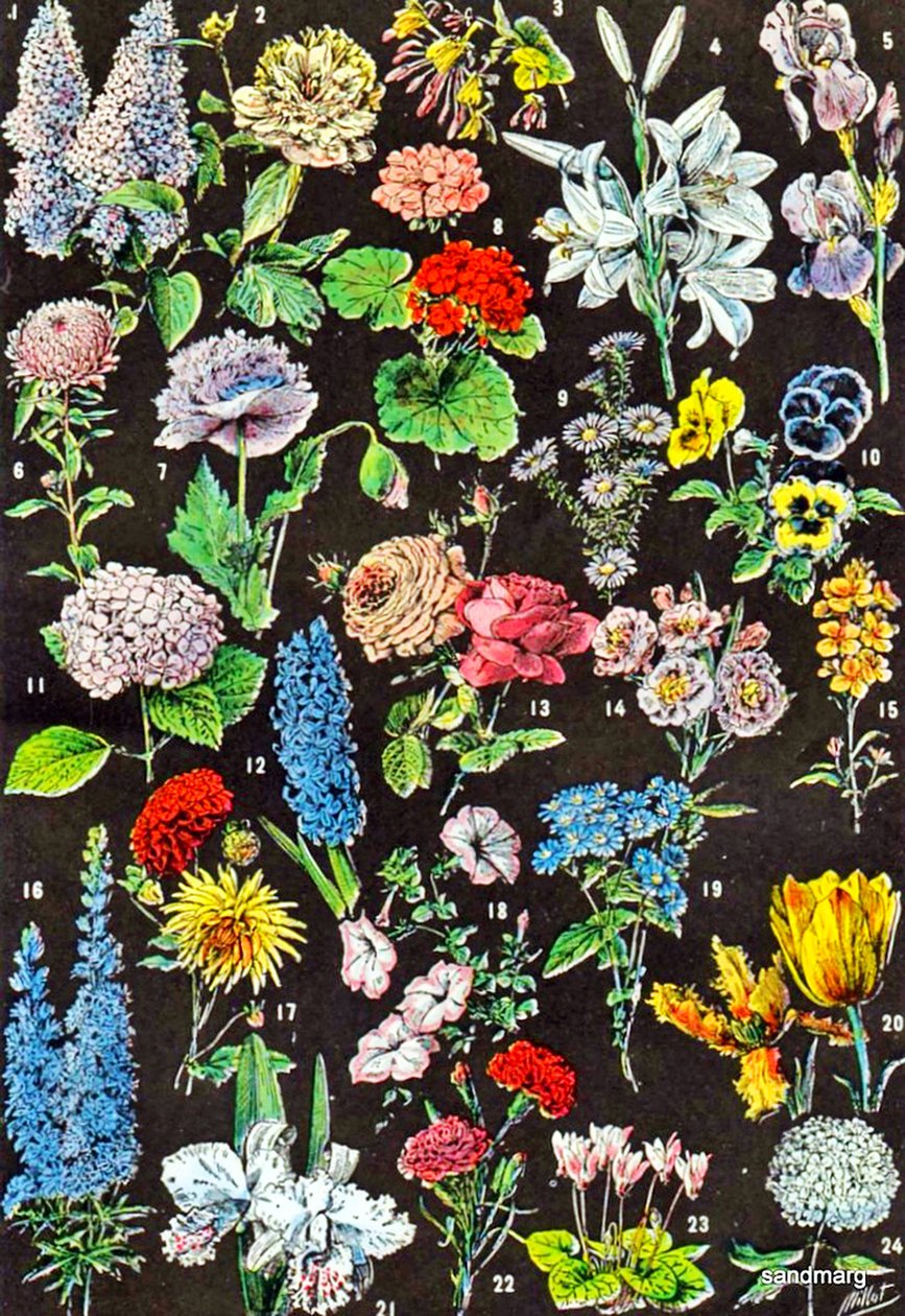 Illustration de fleurs de jardin vers 1923 - Adolphe Philippe Millot