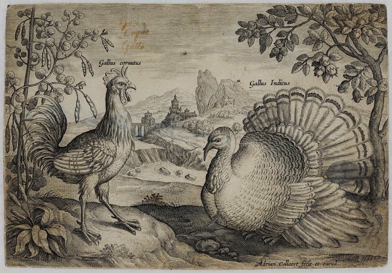 Gravure de maître ancien - Adriaen Collaert