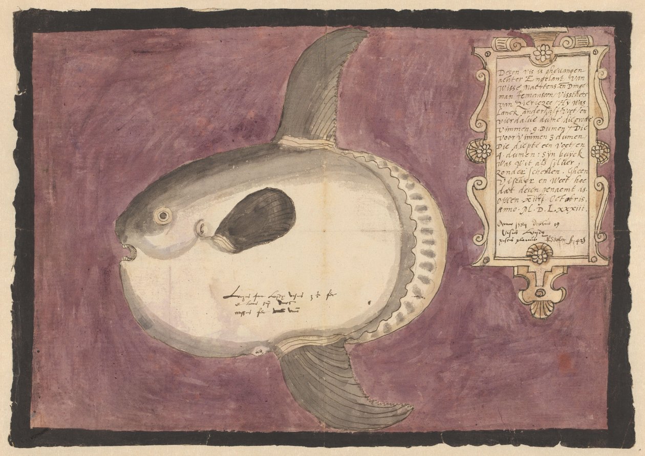 Poisson-lune (Mola mola) - Adriaen Coenen