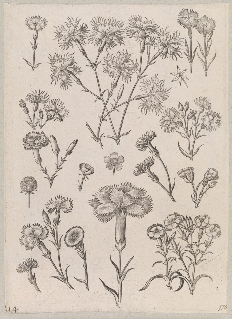 Œillet - Adriaen Collaert