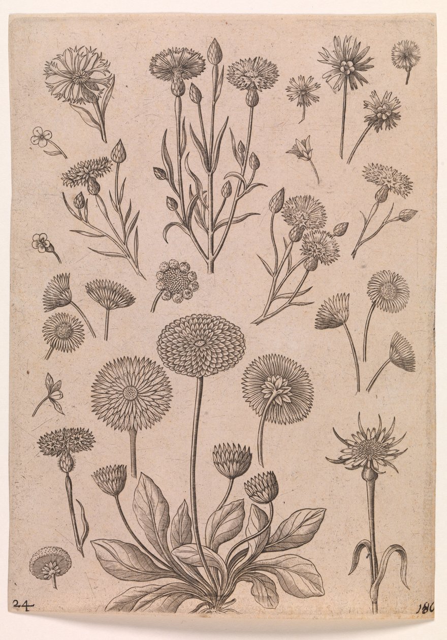 Bleuets - Adriaen Collaert