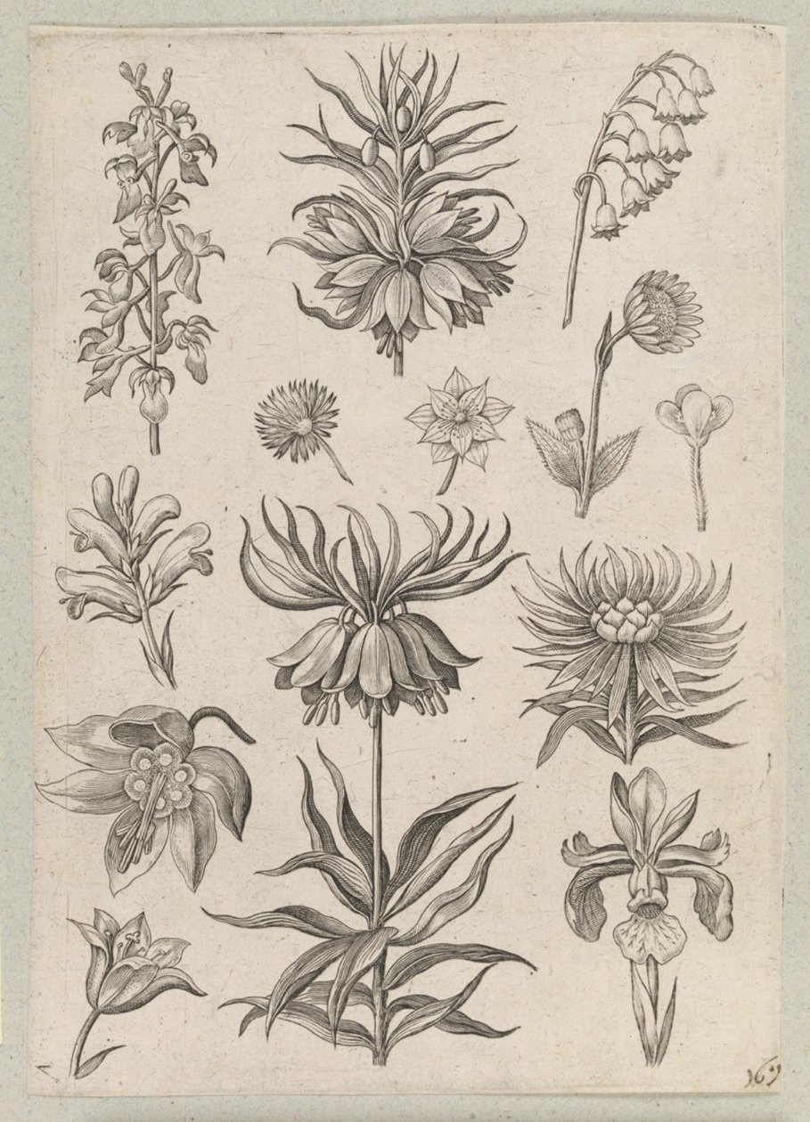 Muguet - Adriaen Collaert