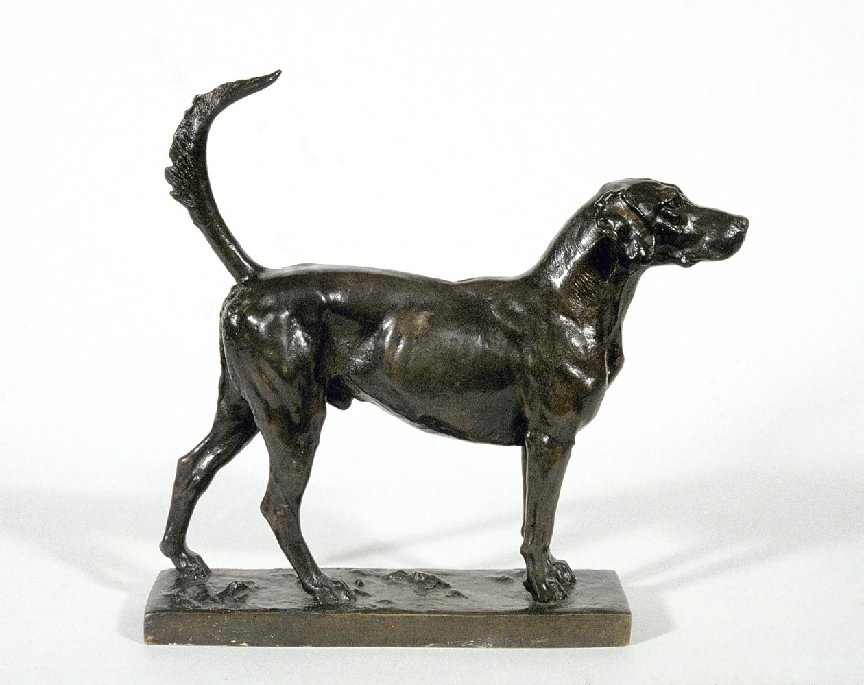 Le chien 