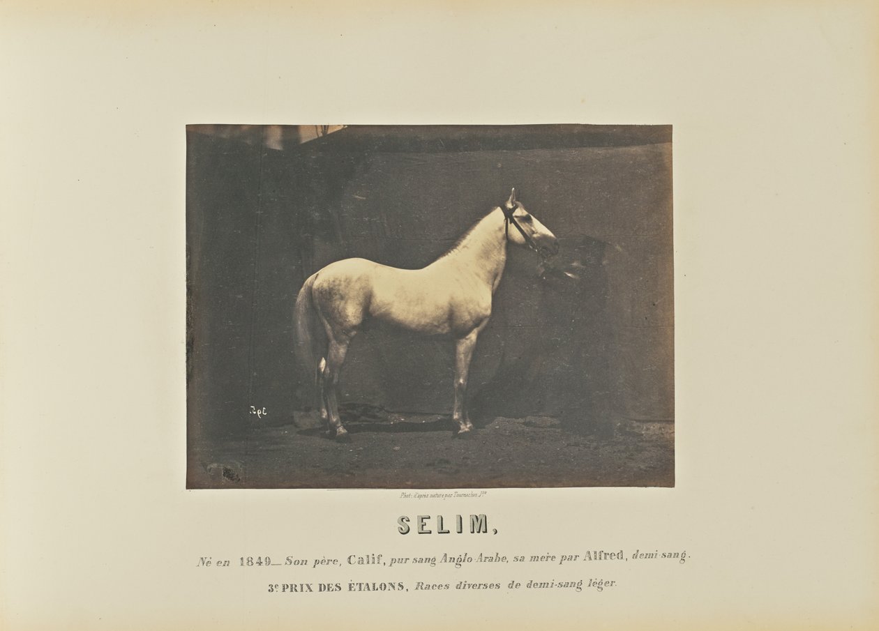 Selim - Adrien Alban Tournachon