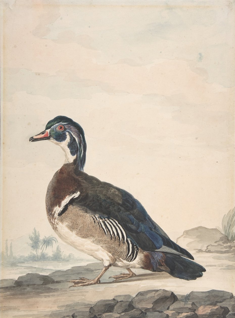 Un canard, 1725-92 - Aert Schouman