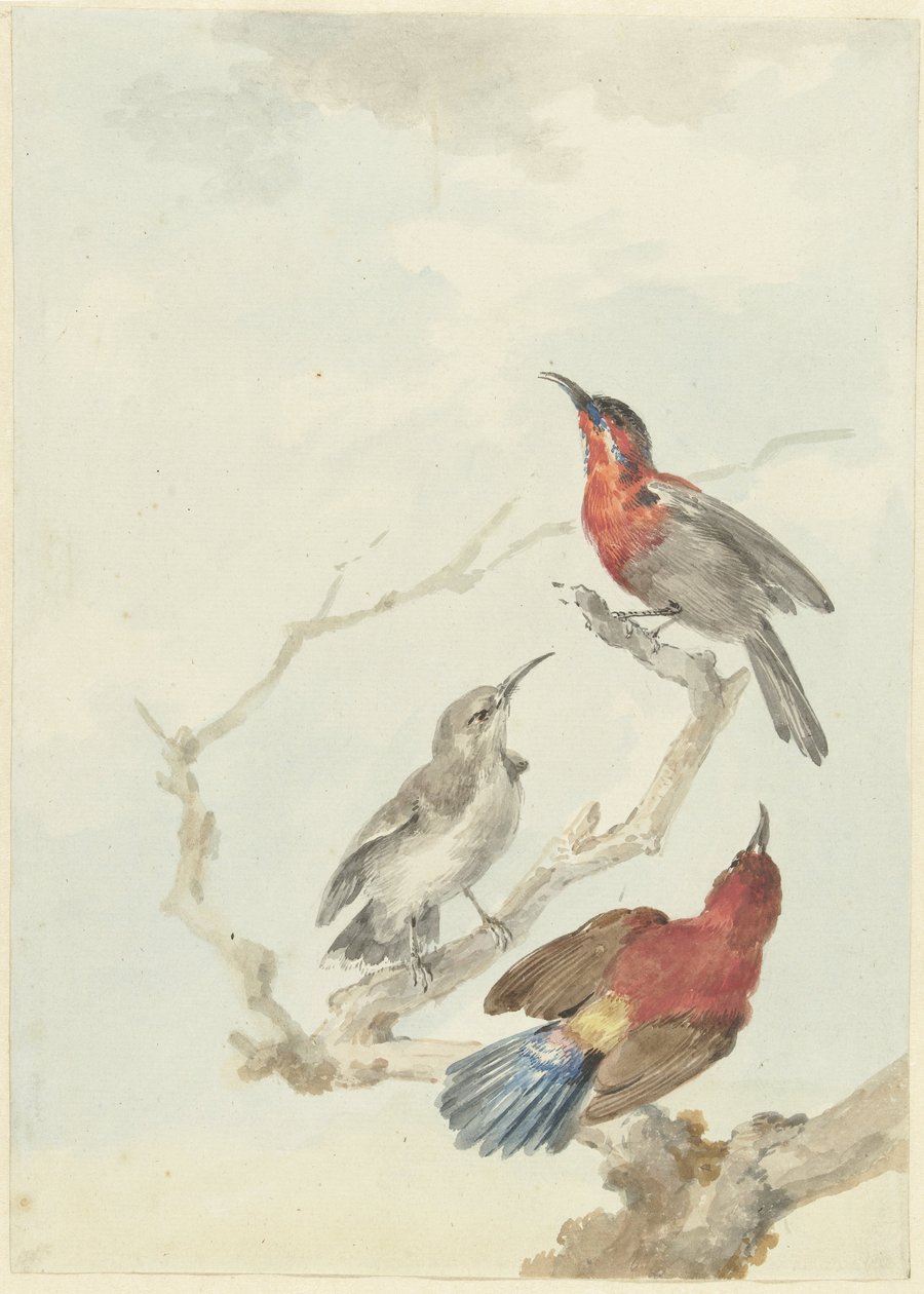 Trois Souimangas cramoisis - Aert Schouman