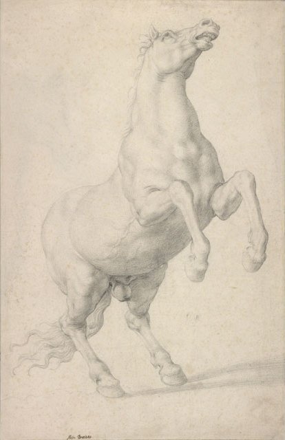 Cheval cabré - Agnolo Bronzino
