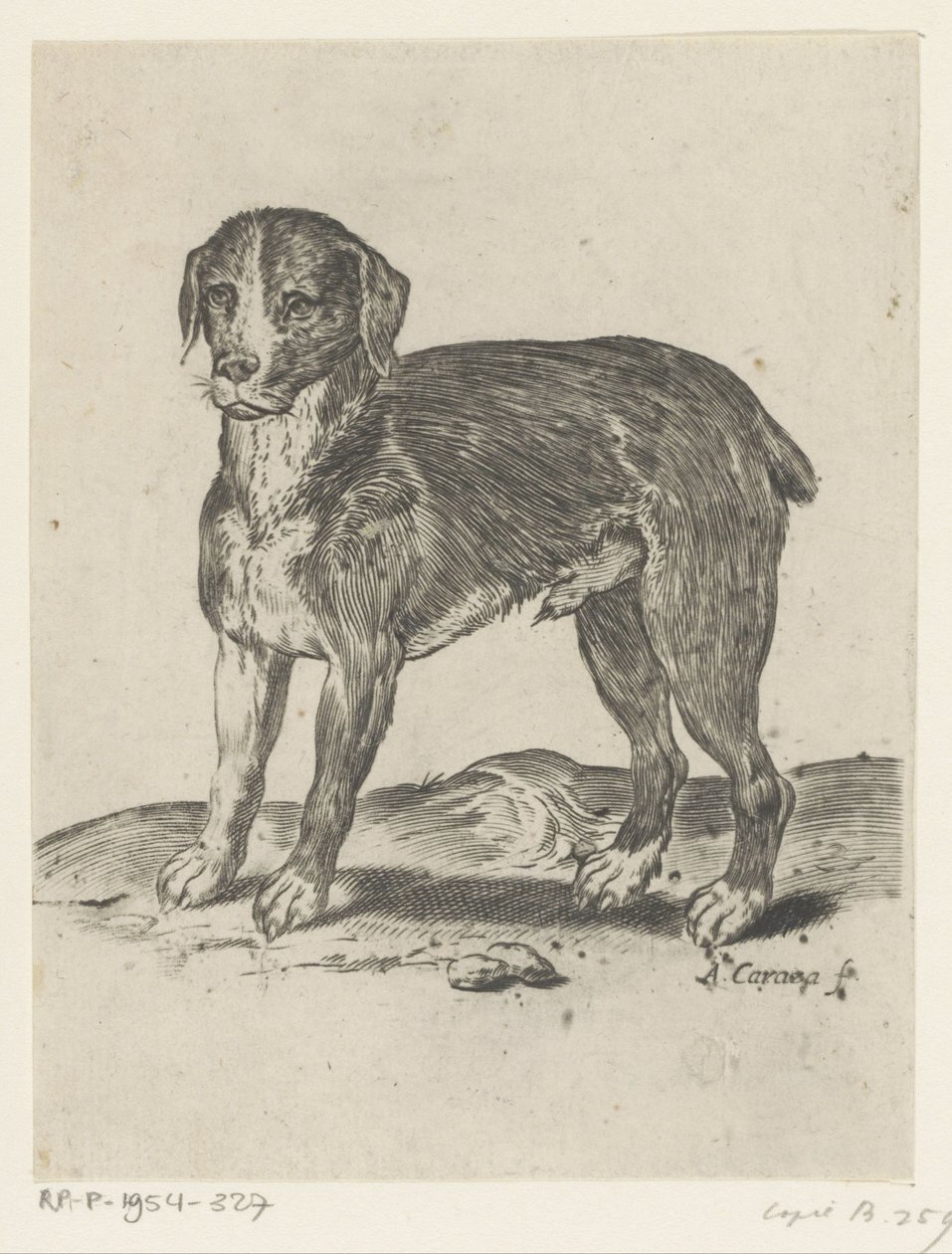 Chien debout - Agostino Carracci
