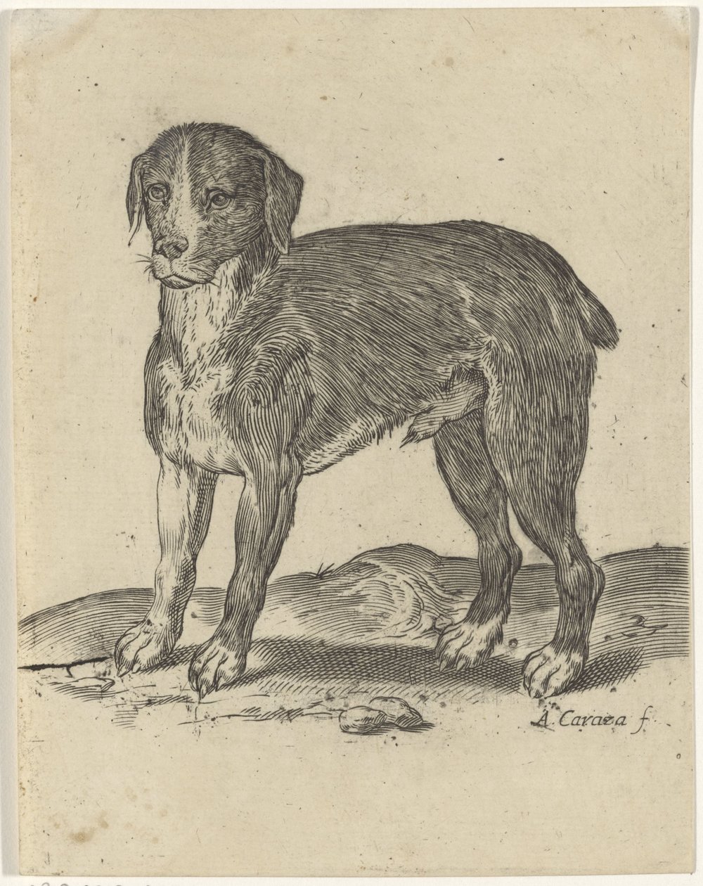 Chien debout - Agostino Carracci